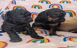 Miniature Poodle dogs for sale: Stunning Red & Phantom Poodles - Image 32