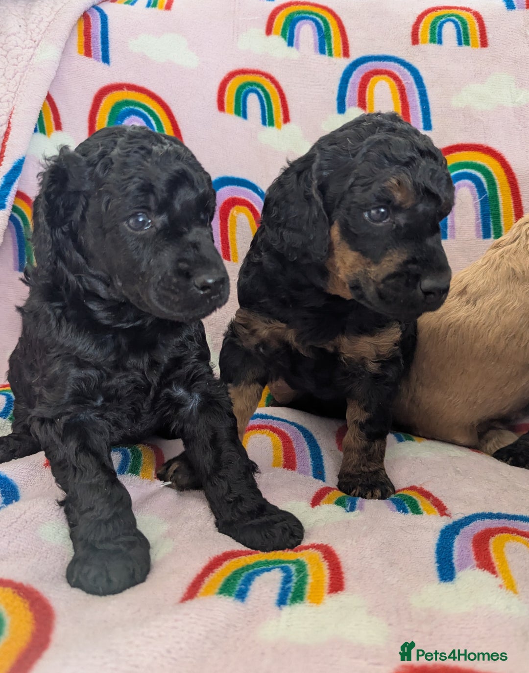 Miniature Poodle dogs for sale: Stunning Red & Phantom Poodles - Image 32