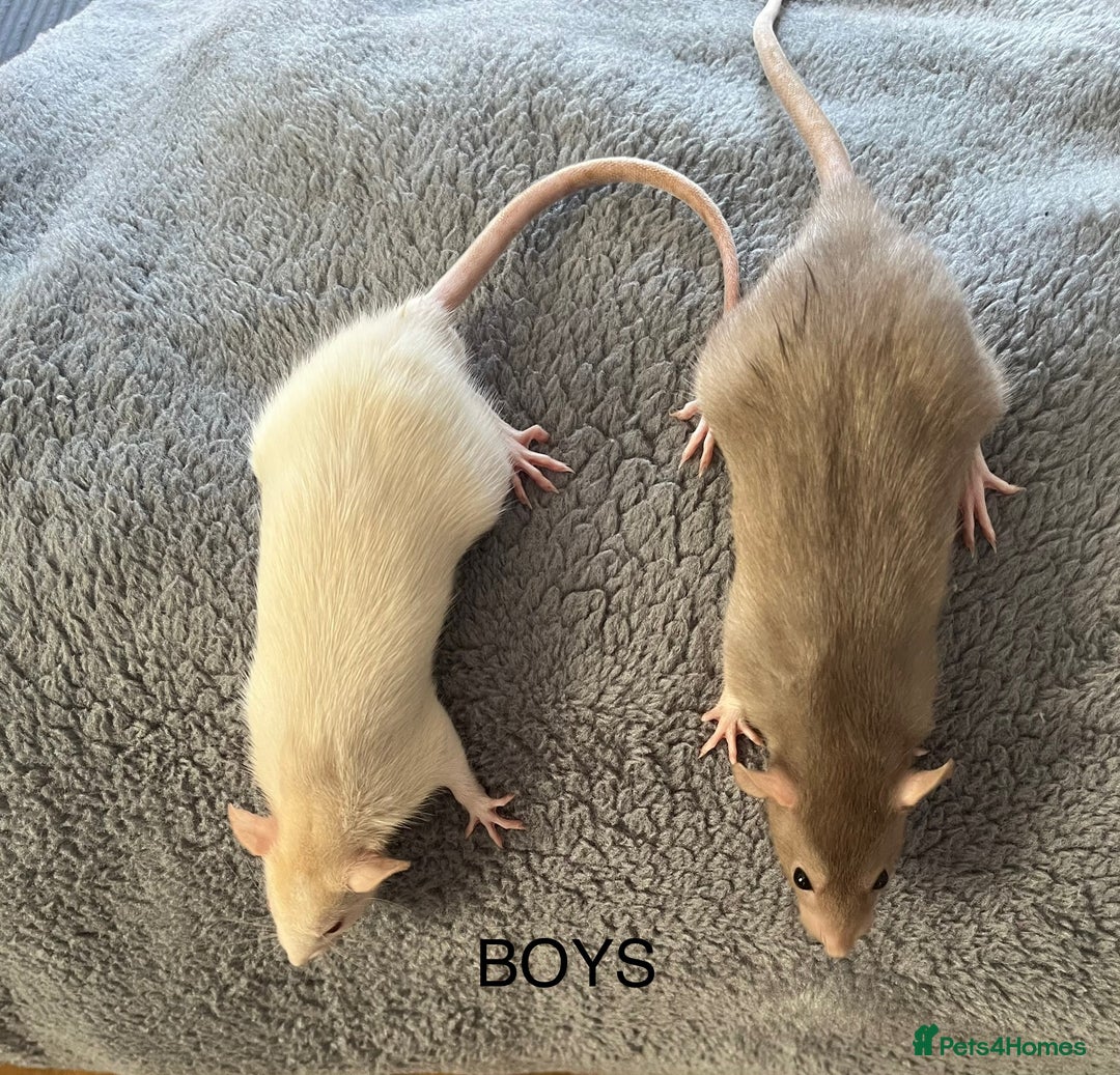 Rat rodents for sale: Baby dumbo rats for sale - Image 4