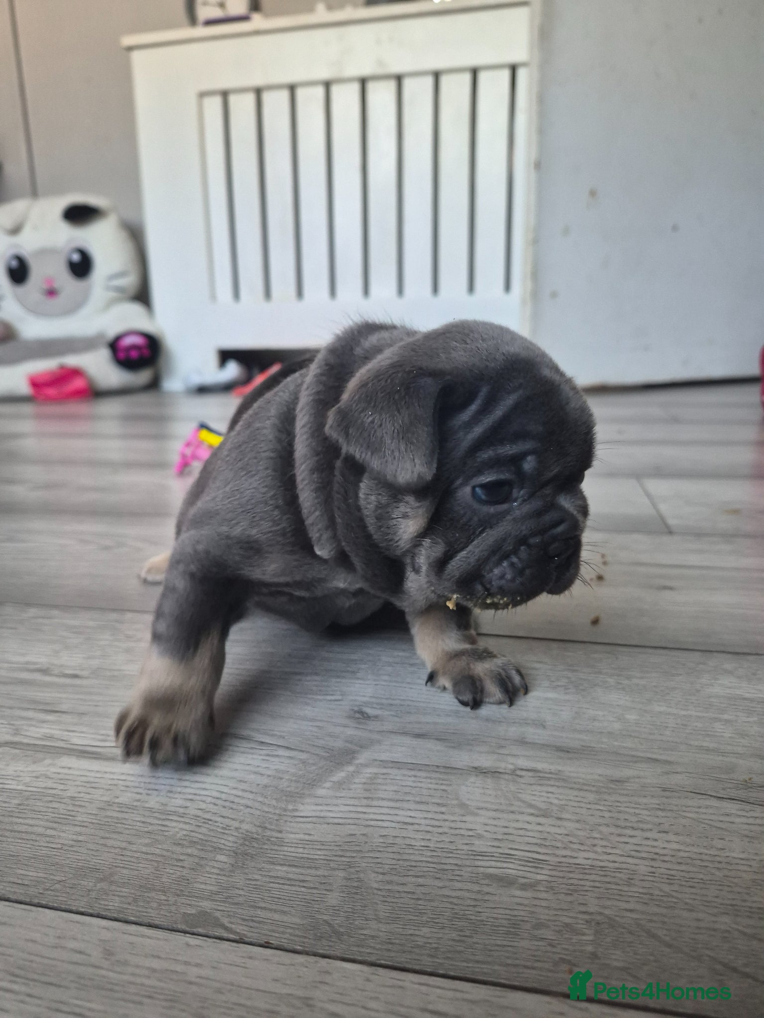 French Bulldog dogs MALE ONLY LEFT - Advert 2