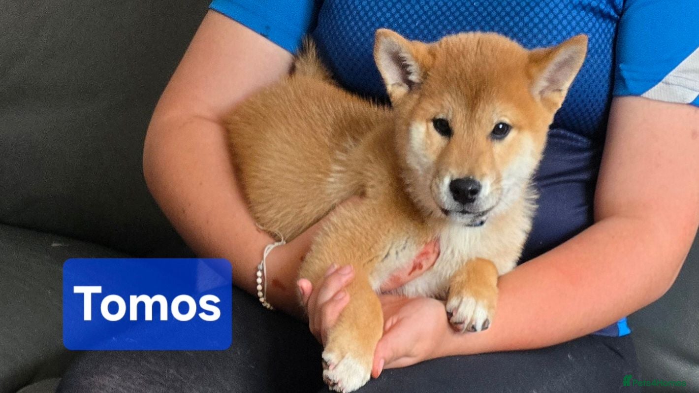 Japanese Shiba Inu dogs Foxy little shibas - Advert 1