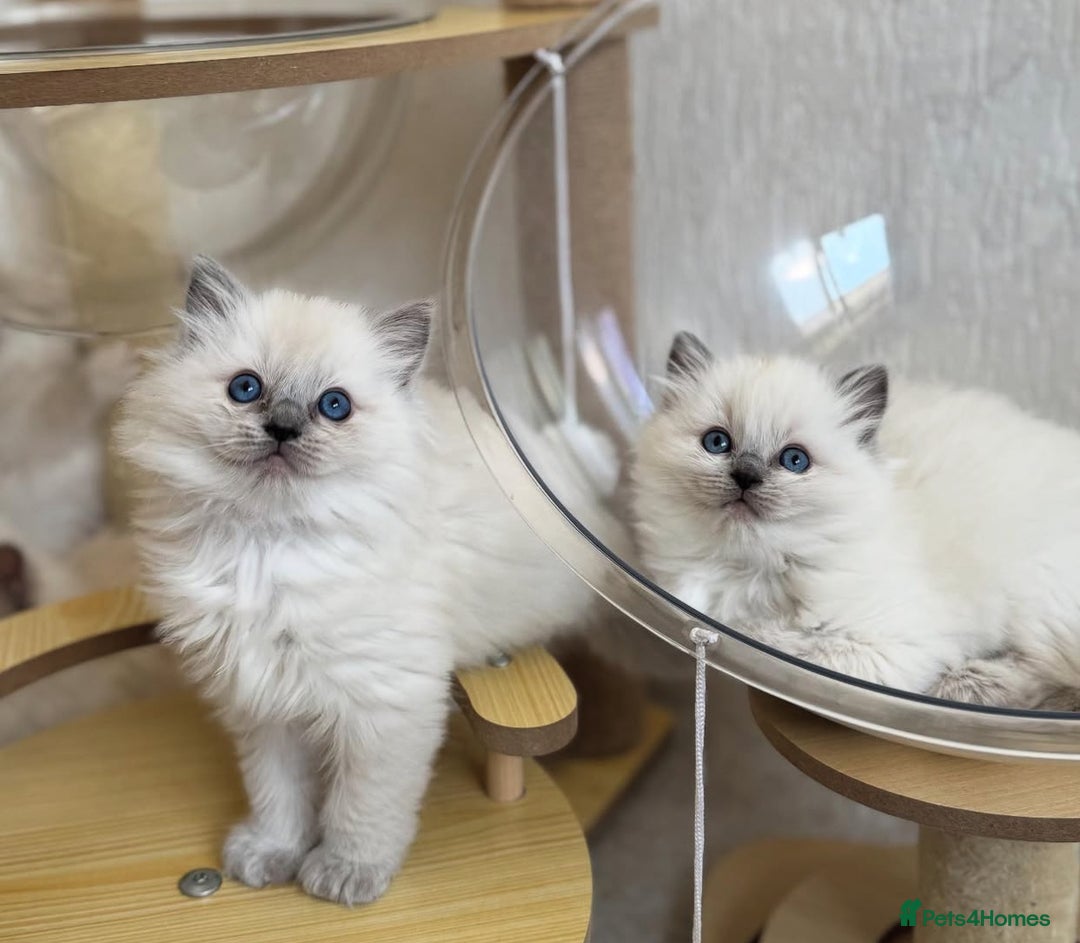 Ragdoll cats for sale: bi color ragdoll kittens - read ad - Advert 3