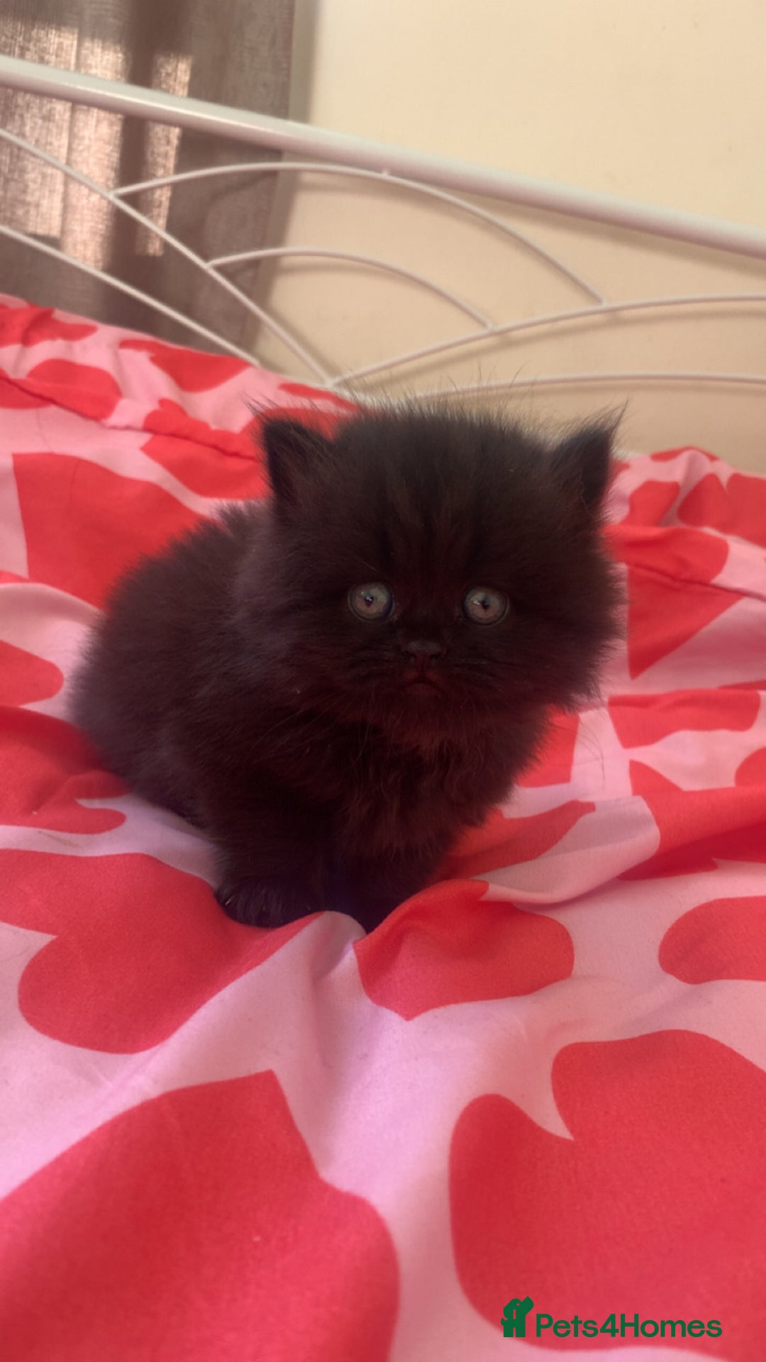 British Shorthair cats for sale: British Shorthair kittens - Advert 13