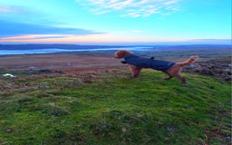 Cockapoo dogs for sale: f1 apricot cockapoo - Advert 6