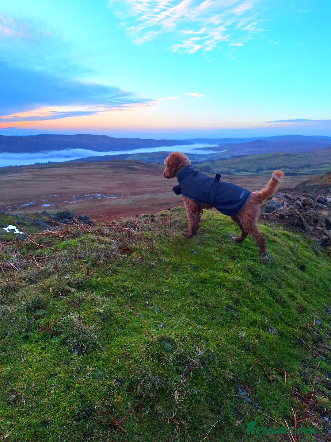 Cockapoo dogs for sale: f1 apricot cockapoo - Advert 6