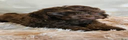 Cockapoo dogs for sale: LYNJONBORNS BEAUTIFUL COCKAP00 PUPPYS - Advert 10