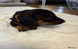 Dachshund dogs for sale: Dachshunds for sale   - Image 3