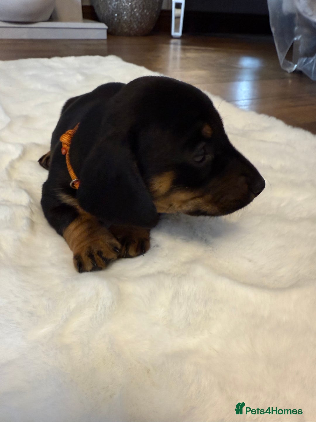 Dachshund dogs for sale: Dachshunds for sale   - Image 3