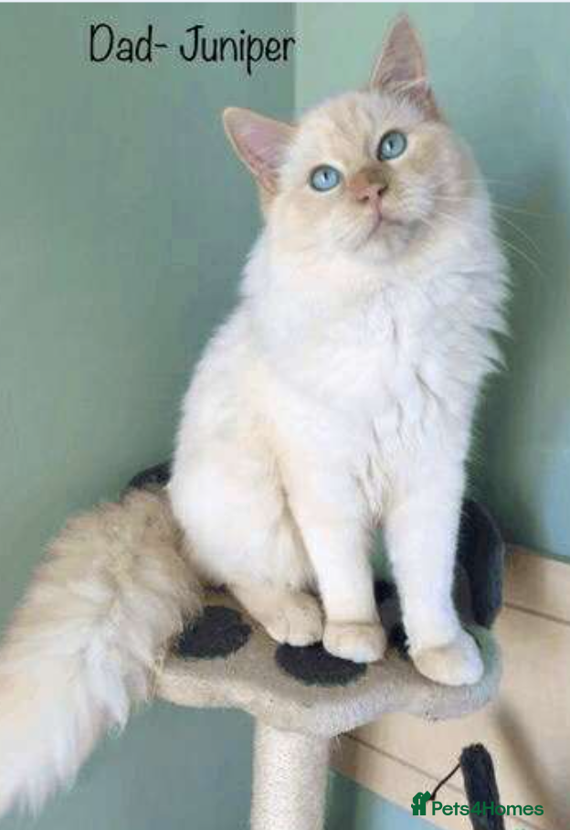 Ragdoll cats Male Adult Ragdoll (FLAMEPOINT)  - Advert 13