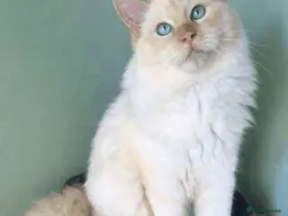 Ragdoll cats Male Adult Ragdoll (FLAMEPOINT) - Advert 13