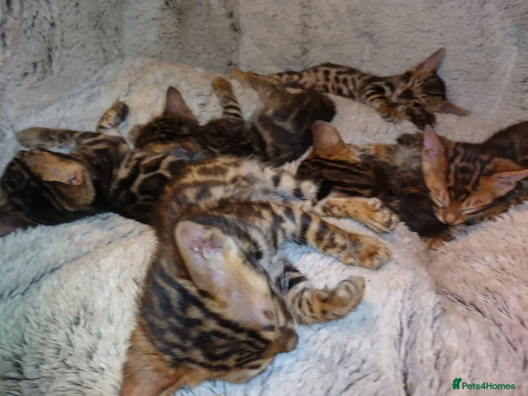 Bengal cats for sale: Kittens Bengal Pedigree tree blood line - Advert 9