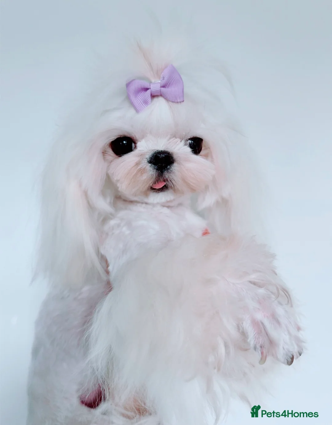 Maltese dogs for sale: 💙adult Korean maltese boy💙 - Advert 2