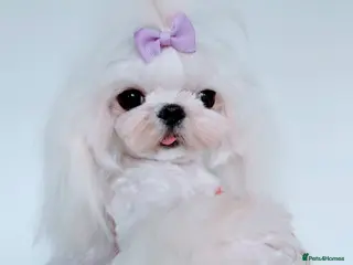 Maltese dogs 💙adult Korean maltese boy💙 - Advert 1