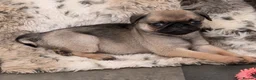 Pug dogs for sale: Pug puppies  in Newton Abbot - Advert 6