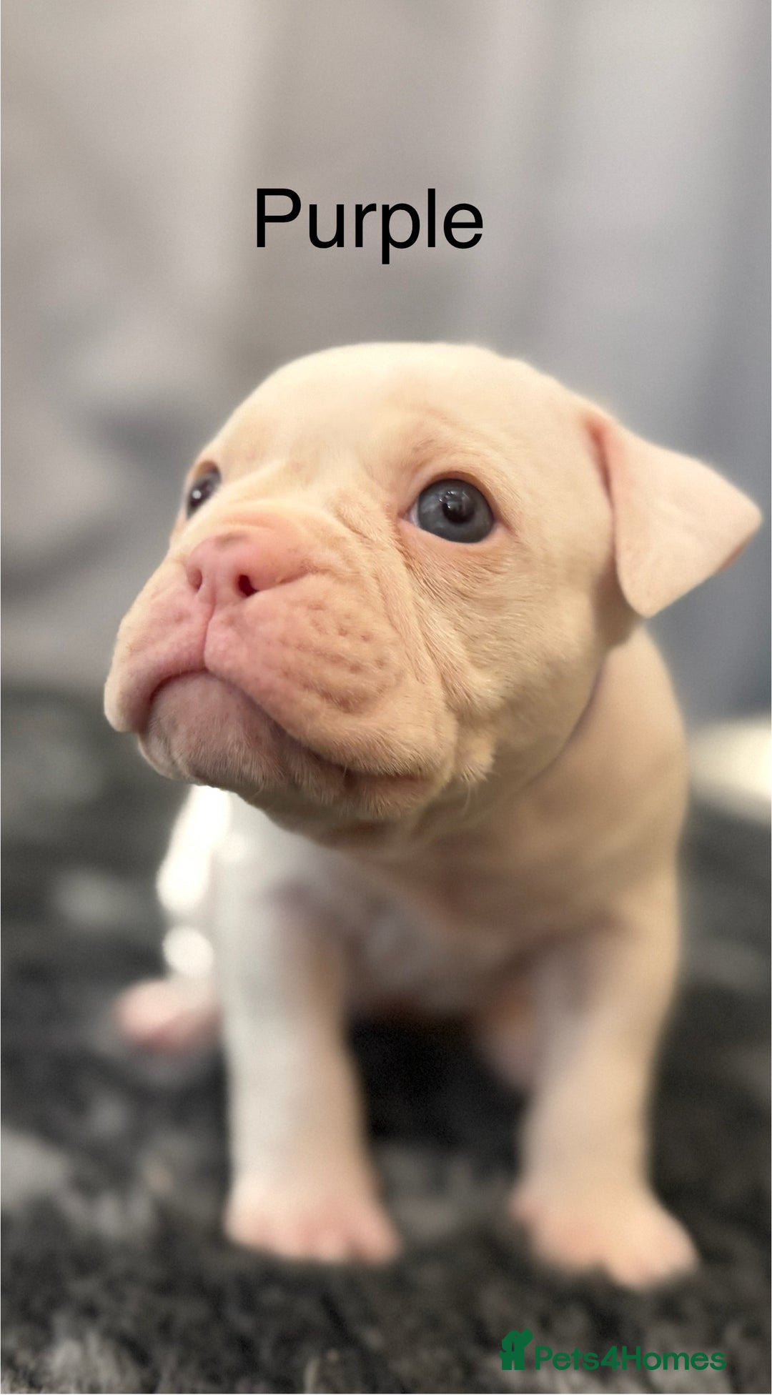 Olde English Bulldogge dogs for sale: 9 Olde English Bulldogge NEBBR registered puppies - Advert 20