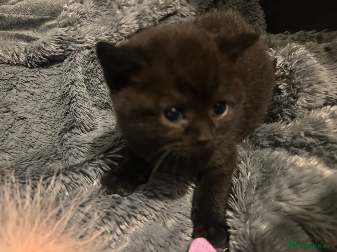 British Shorthair cats for sale: 3 Beutiful British shorthair half kittens in Loughborough - Advert 2