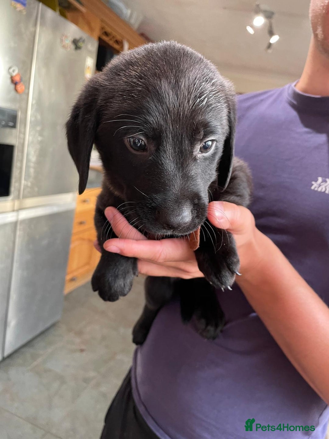 Labrador Retriever dogs for sale: Lovely unexpected litter of Labs - Image 11