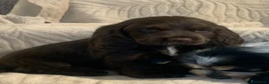 Cocker Spaniel 5