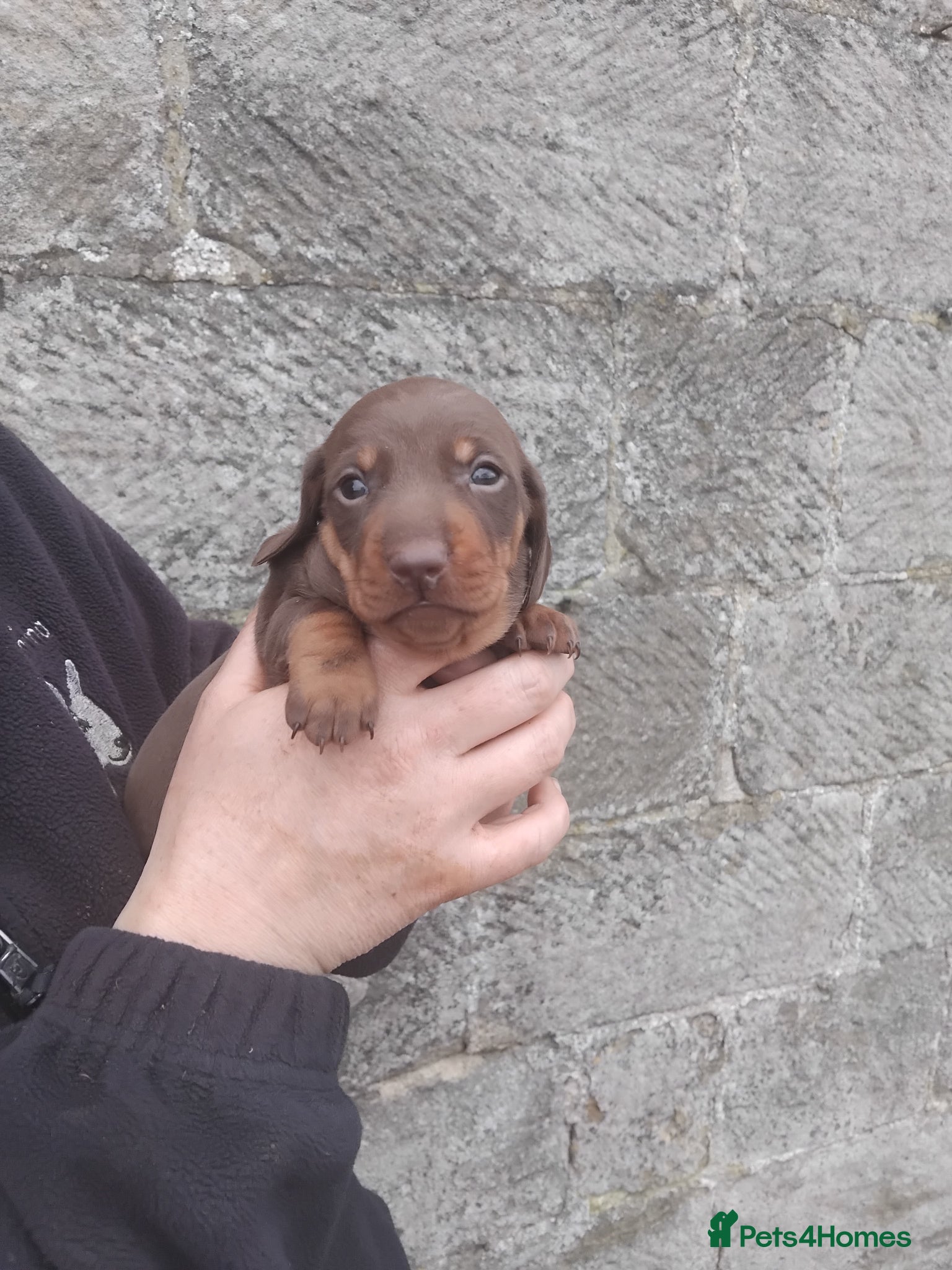 Miniature Dachshund dogs Miniature dachshund  - Advert 2