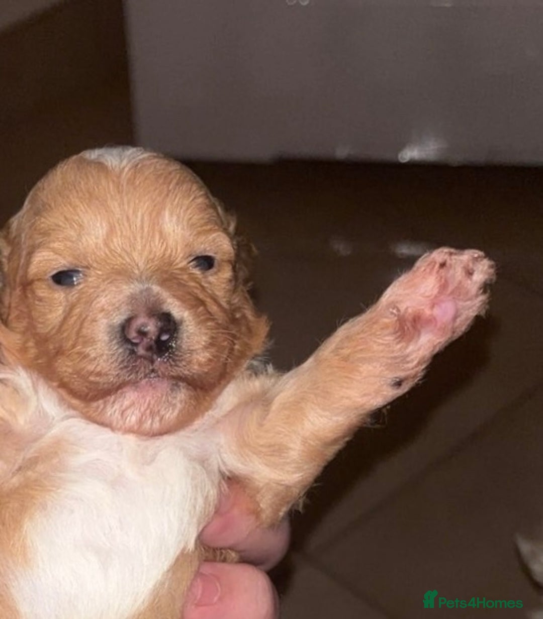 Poochon dogs for sale: Poochon Puppies  - Image 2