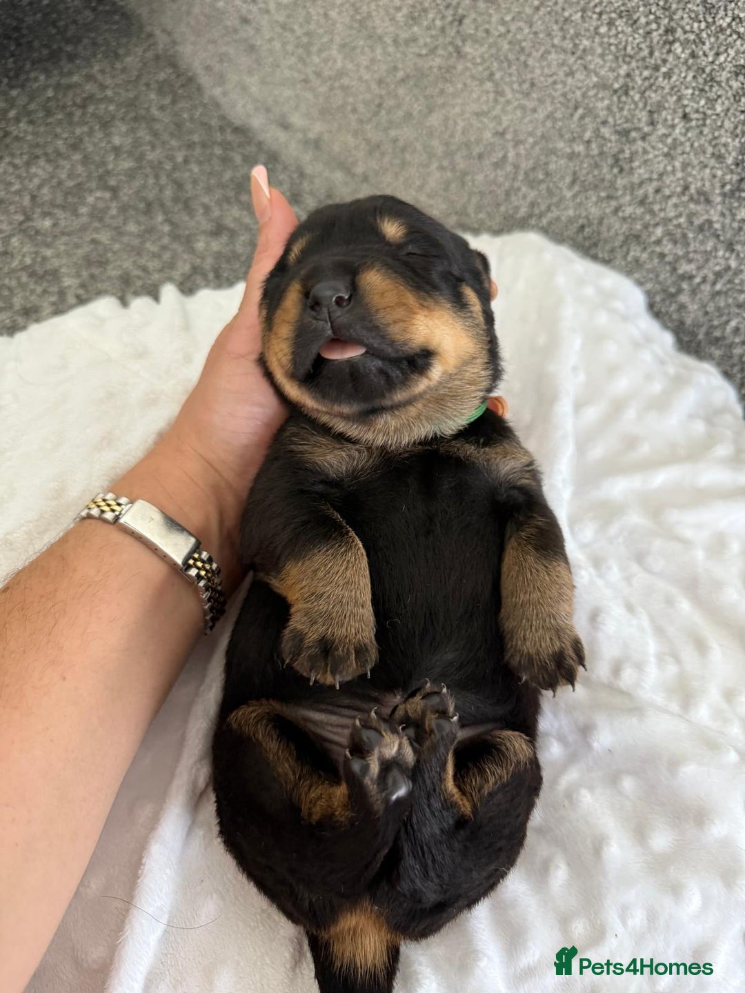 Rottweiler dogs for sale: Stunning chunky Rottweiler puppies - Image 6