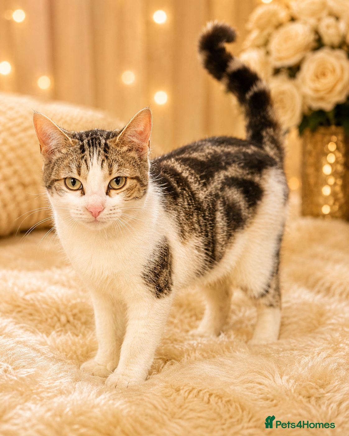 Bengal cats for sale: Bengal x tabby marble kittens  in Maidstone - Advert 1