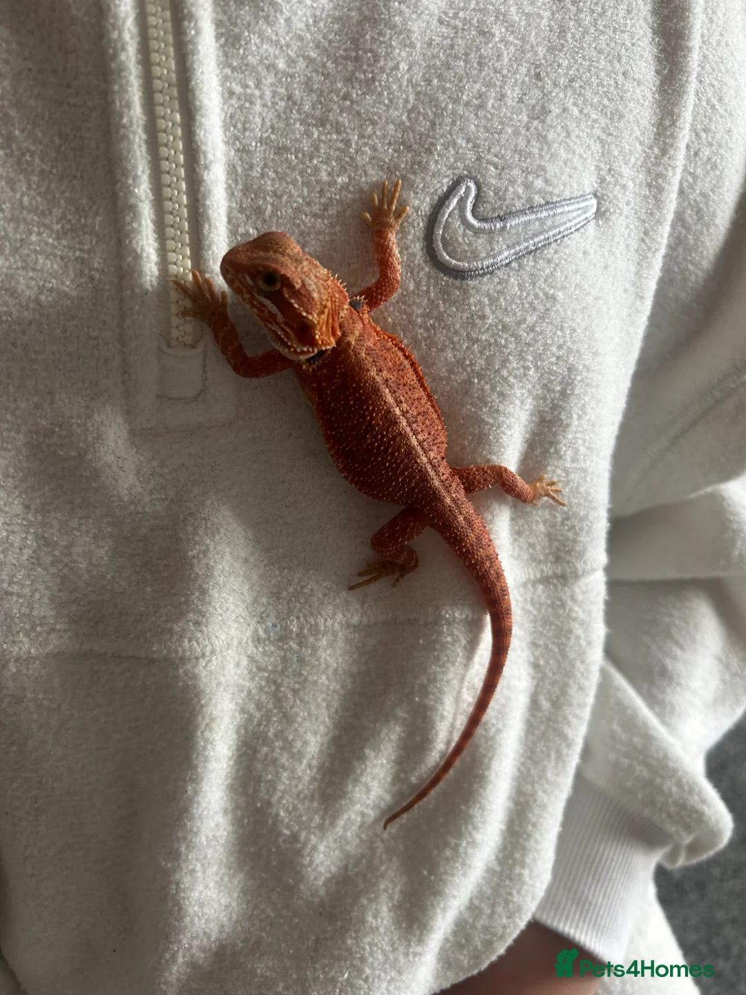Bearded Dragon reptiles for sale: 🔥 Bearded Dragon + Full Setup For Sale 🔥 - Advert 1