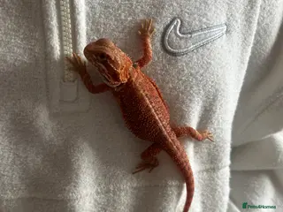 Bearded Dragon reptiles 🔥 Bearded Dragon + Full Setup For Sale 🔥 - Advert 4