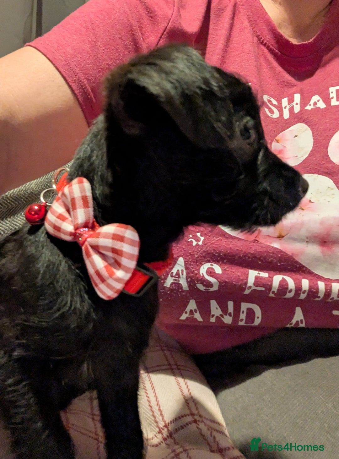 Chipoo dogs for sale: Non shed, health tested  chipoo girl - Advert 20