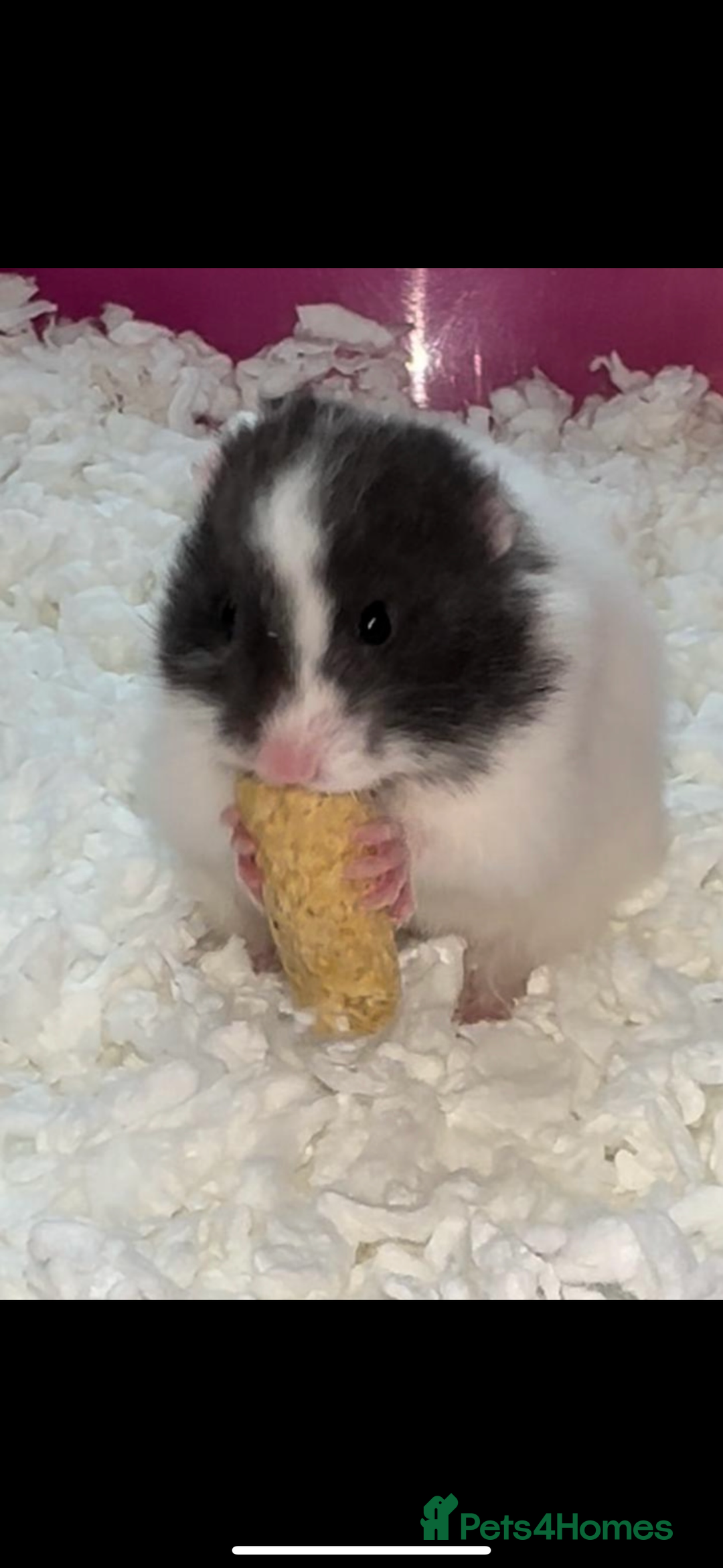 Hamster rodents for sale: Baby hamsters  - Advert 26