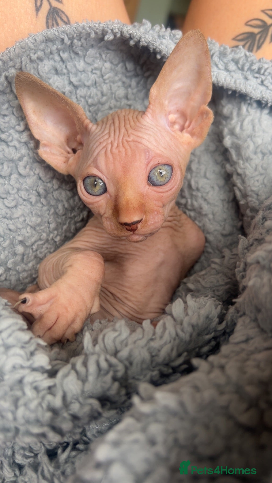 Sphynx cats Red Canadian sphyx - Advert 17