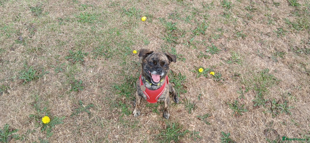 Mixed Breed dogs for sale: Mixed breed jack russel x pug - Image 2