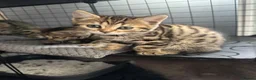 Bengal cats for sale: Stunning beautiful natured bengal cross kittens - Advert 26