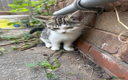 Domestic Shorthair cats for sale: 4 kittens, short haired - Image 2