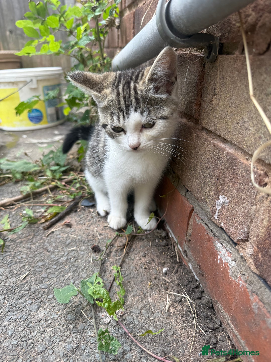 Domestic Shorthair cats for sale: 4 kittens, short haired - Image 2
