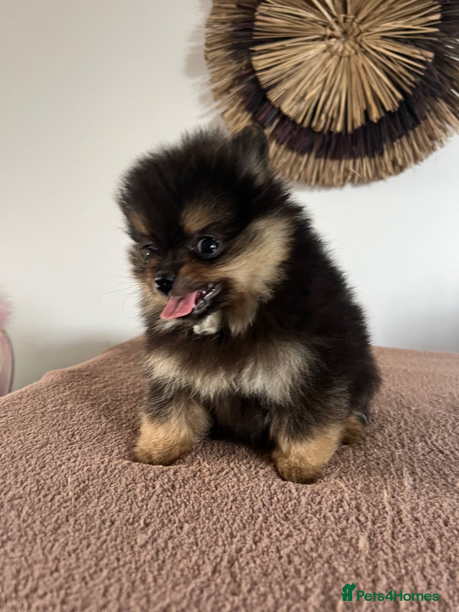 Pomeranian dogs for sale: Pomeranian Puppies Black & Tan Chocolate Sable - Advert 4