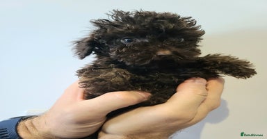 Cavapoo dogs - Advert 8