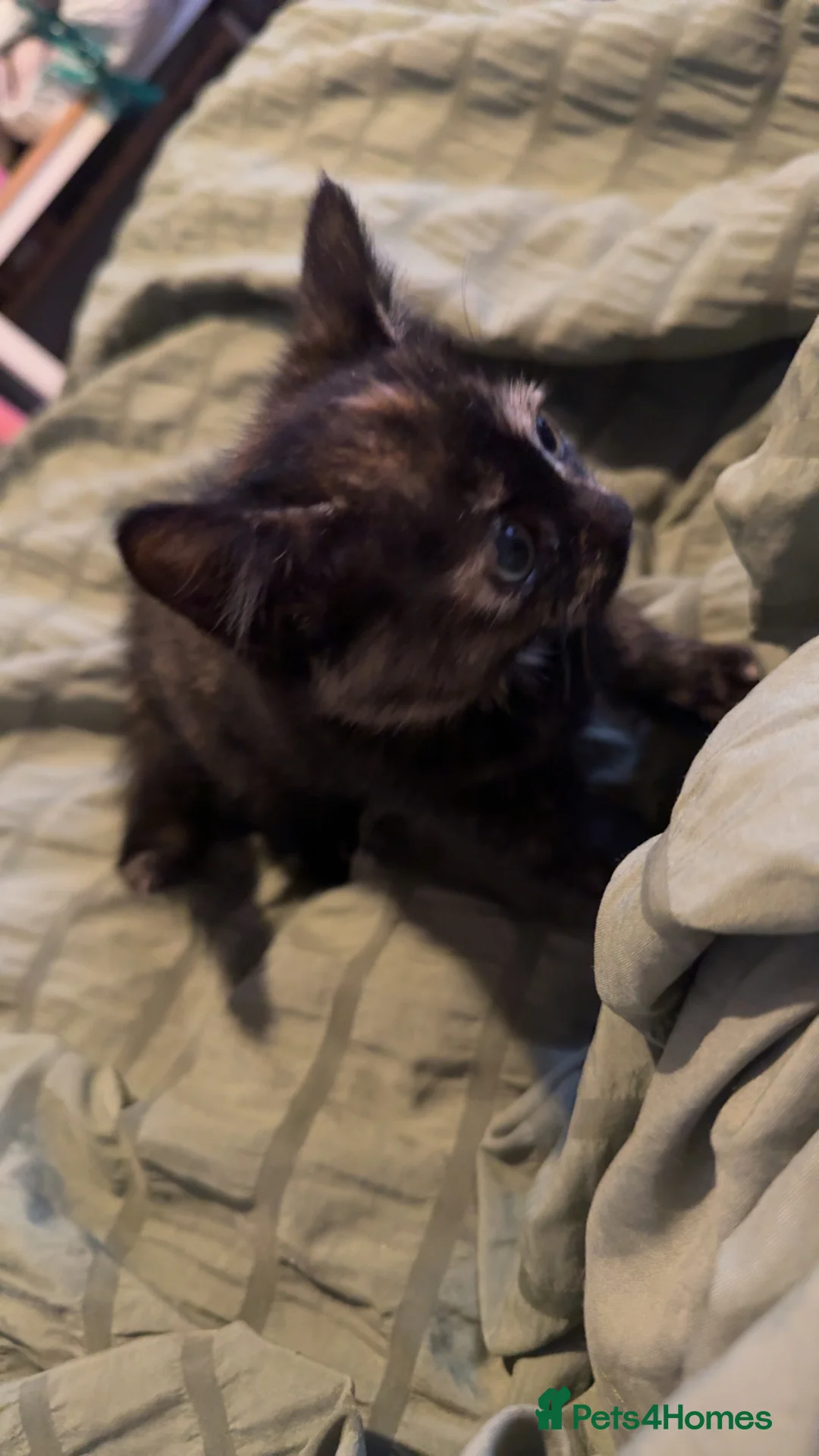 British Shorthair cats for sale: Kittens for sale  - Advert 3