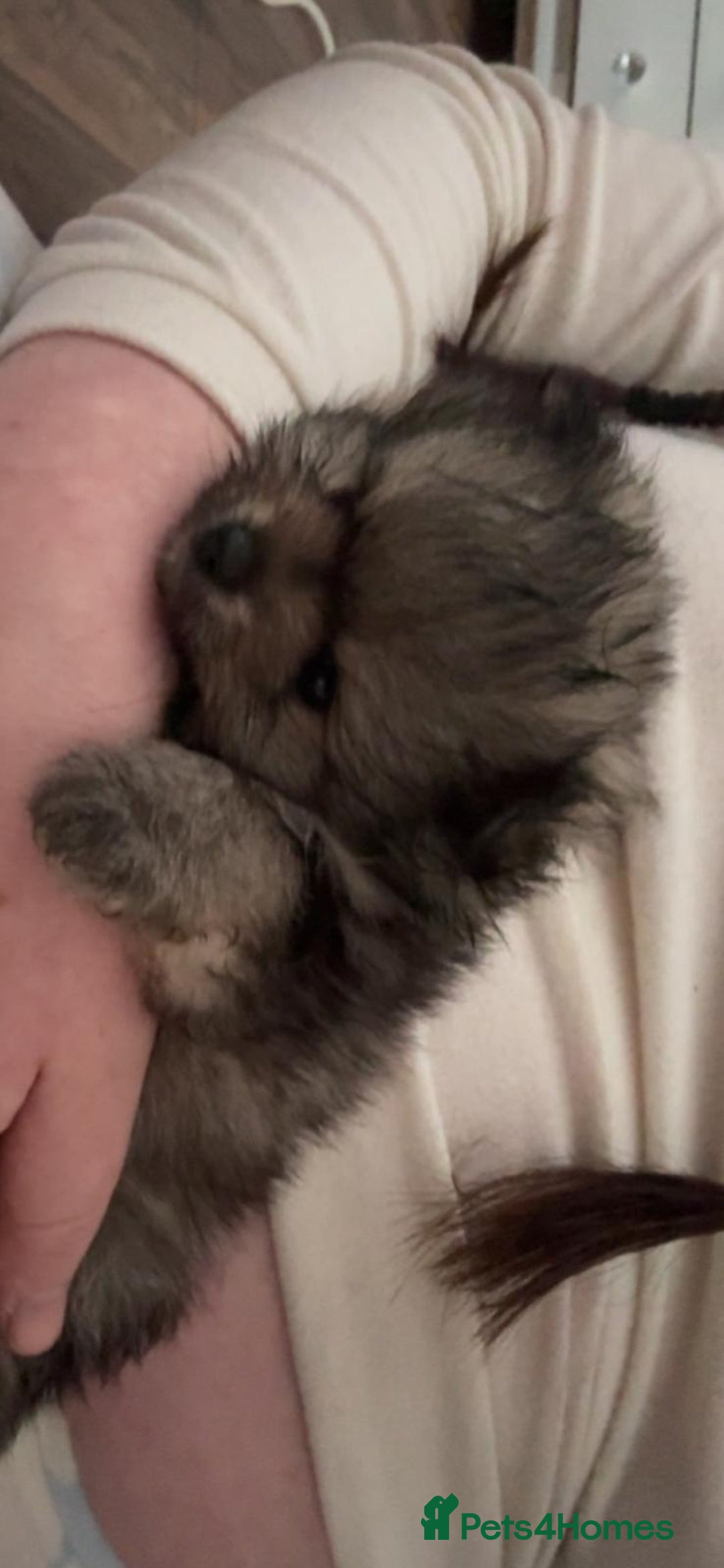 Pomeranian dogs for sale: GORGEOUS POMERANIAN PUPPIES  - Image 11