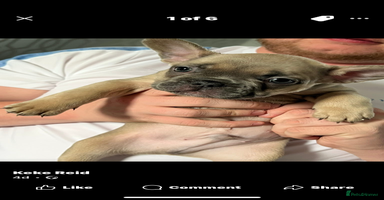 French Bulldog dogs - Advert 2
