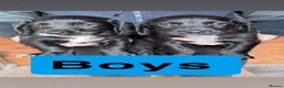 Cocker Spaniel dogs for sale: Cocker spaniel puppies #Blue/lemon roan carriers - Advert 3