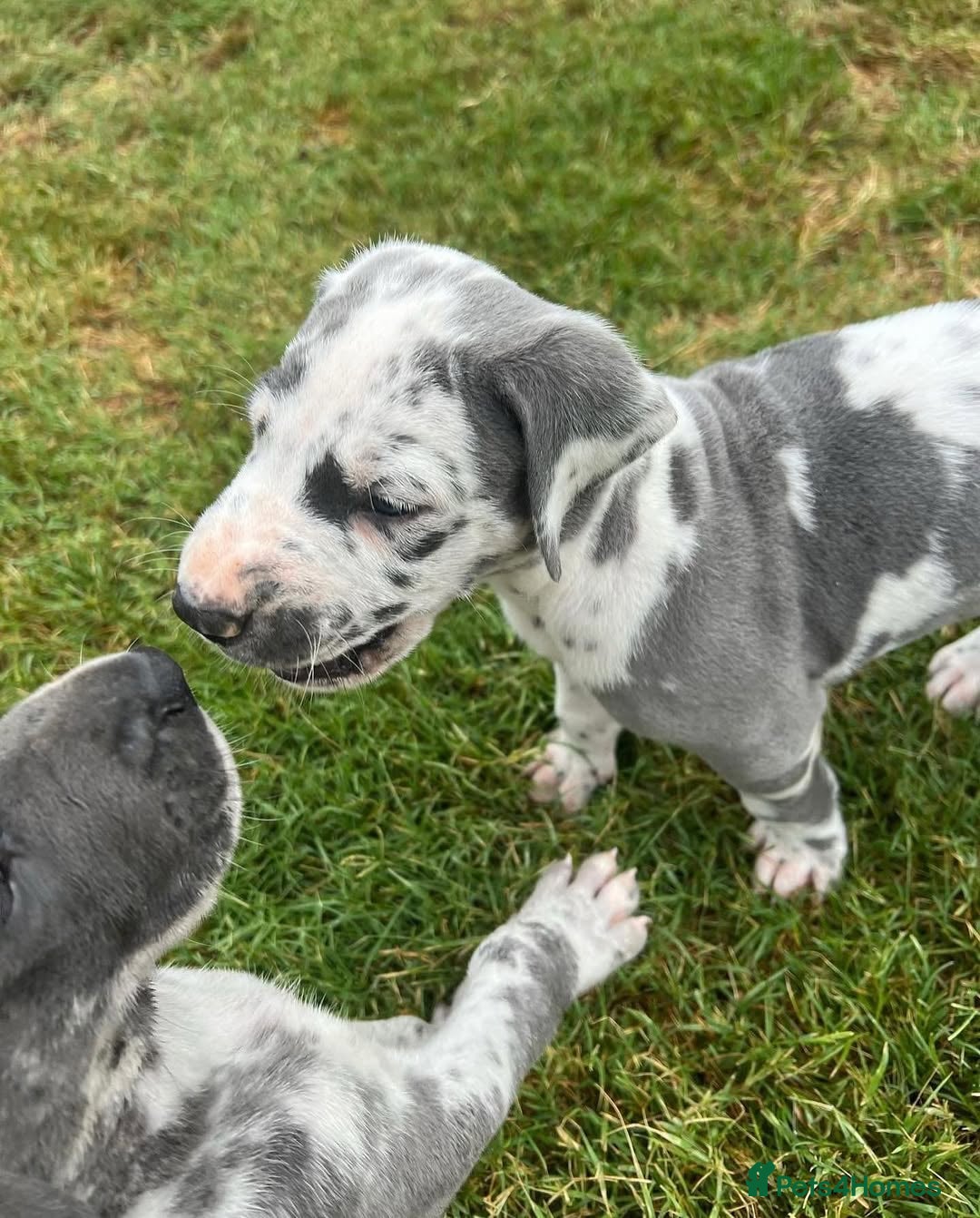 Great Dane dogs for sale: Beautiful Great Dane puppies for sale  - Image 5