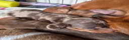 Miniature Dachshund dogs for sale: Miniature Dachshunds - Advert 18