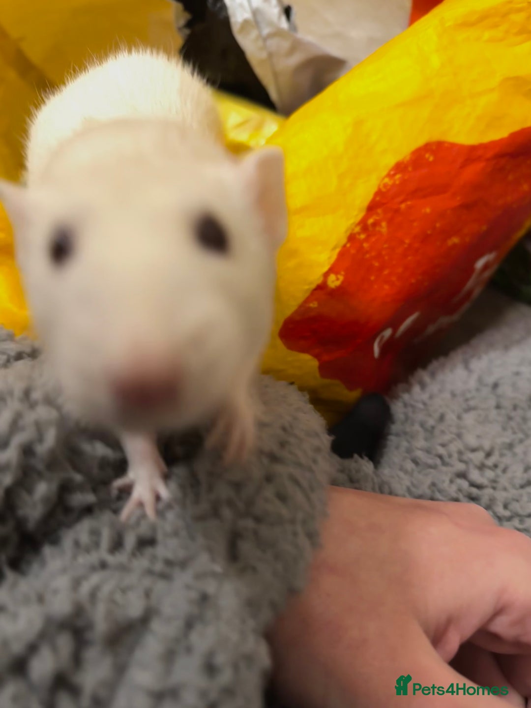 Rat rodents for sale: Male rat looking for new home with companion  - Image 5