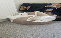 Mixed Breed cats for sale: White half Maine Coon kitten - Image 3