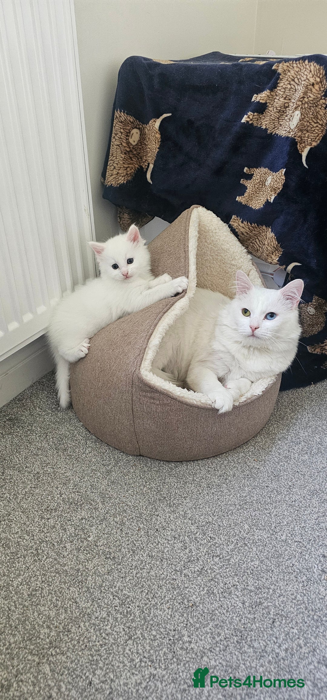 Mixed Breed cats for sale: White half Maine Coon kitten - Image 3