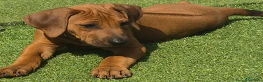 Rhodesian Ridgeback Puppy 5