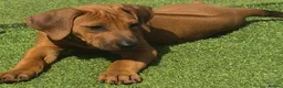 Rhodesian Ridgeback dogs for sale: 4x FEMALE RHODESIAN RIDGEBACK PUPS!! - Advert 22
