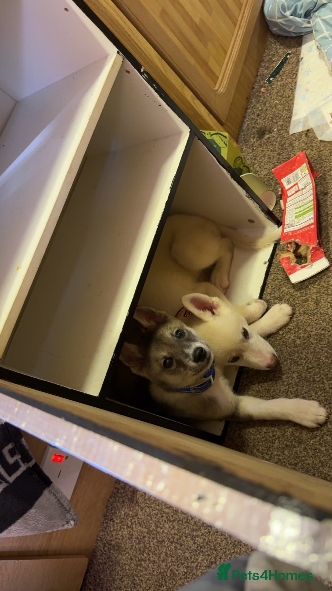 Huskita dogs for sale: 1 husky/akita Puppy for sale  - Image 4