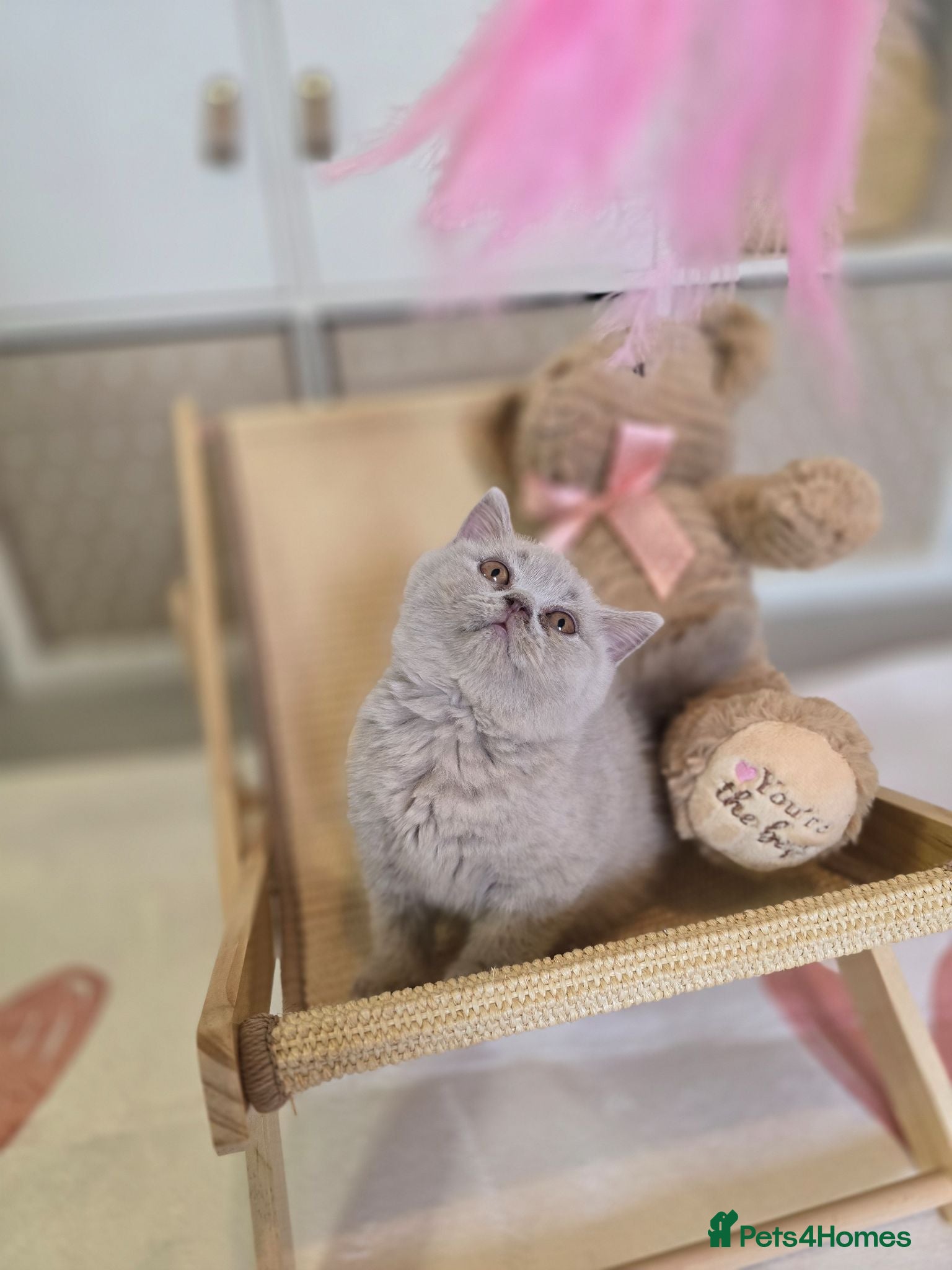 British Shorthair cats Championship Lines Bridgerton Litter - Advert 4